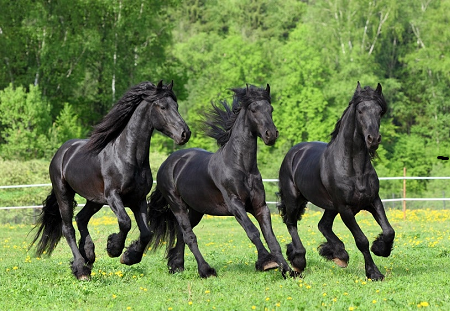 Friesian2